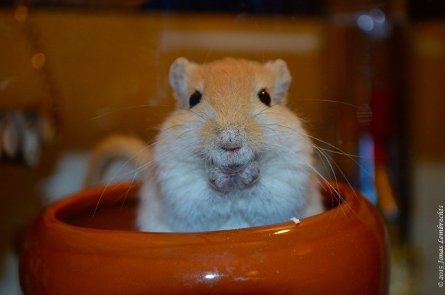 Gerbil eating