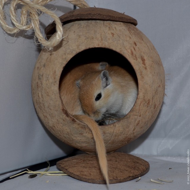 Gerbils sleeping in a coconut