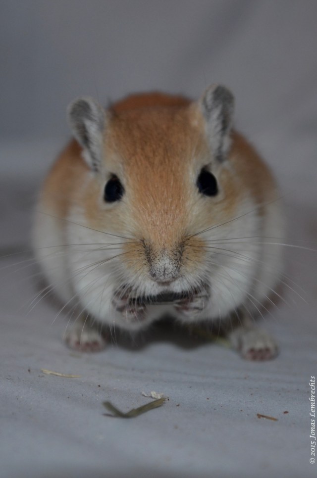 Gerbil eating
