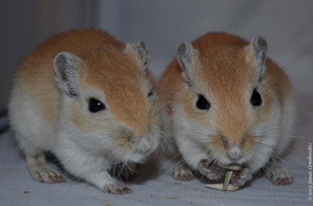 Two gerbils