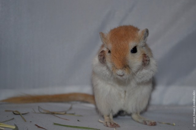 Cute gerbil washing