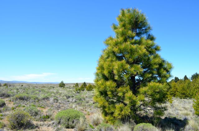 20087217855_63404a5bde_o