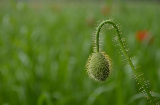 27034086266_88f0fb3606_o