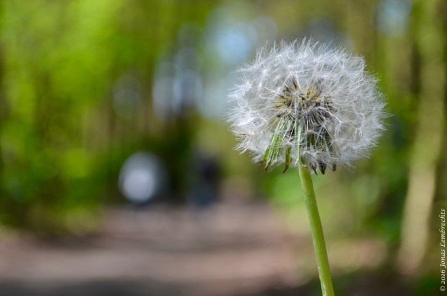 Dandelion - 1