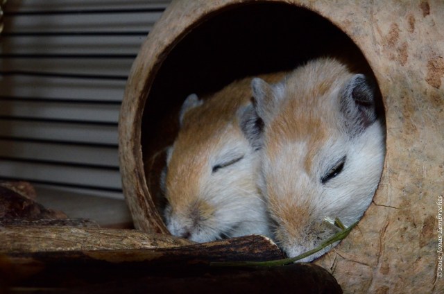 Gerbils - 1
