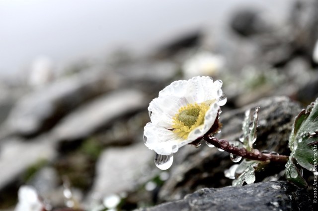 Ranunculus glacialis - 2