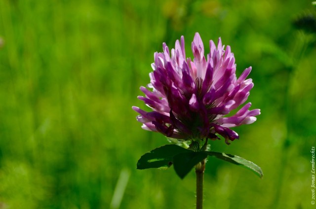 Swedish subarctic - 136