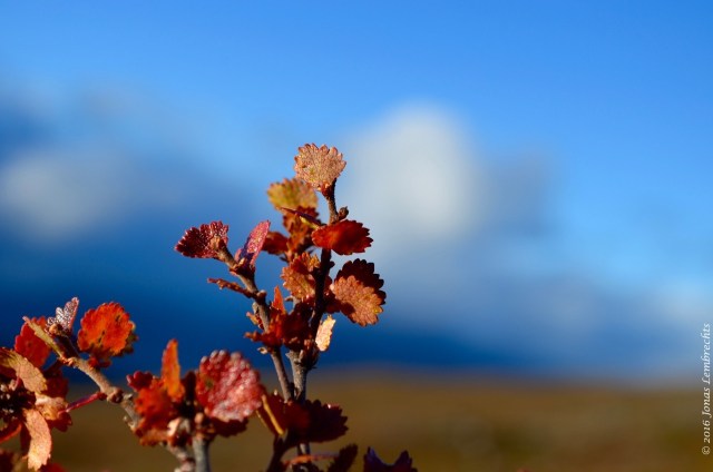 abisko-autumn-107