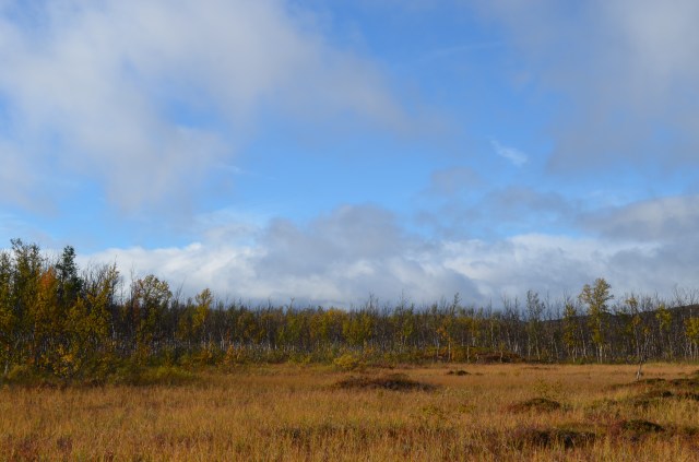 29644447052_42efd1f95e_o