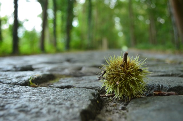 29664171260_c07a7505fe_o