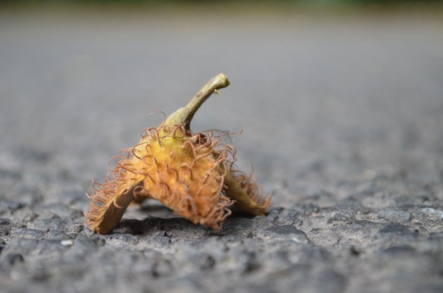 29847017532_b2f86d6bf7_o