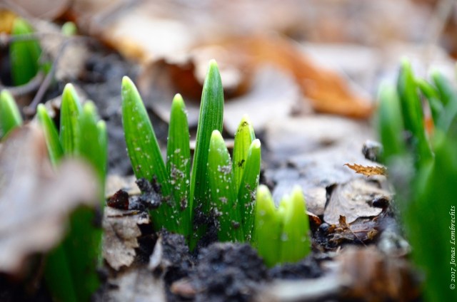 to-spring-or-not-to-spring-2