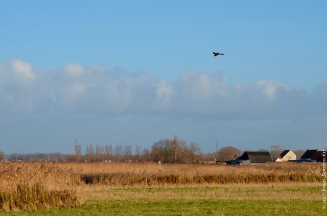 uitkerkse-polder-11