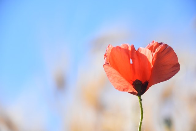 34486061094_9d654441_udT7O