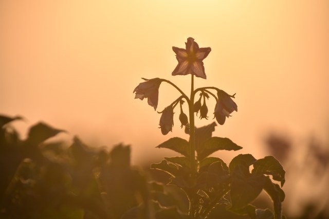 34599012684_78674729_gVGcf