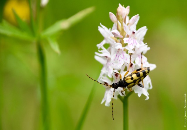 Rare plant walk - 17