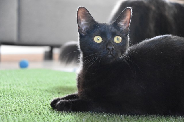 35737365266_1e58ec0c72_o