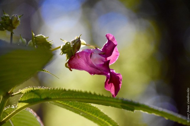 Impatiens - 2