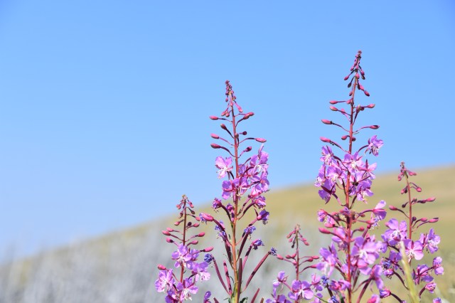 35594451483_32a57cc5f4_o