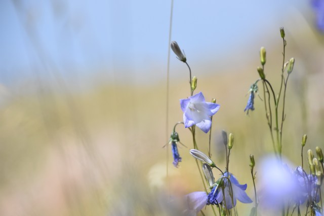 35594513033_fa6334efb1_o