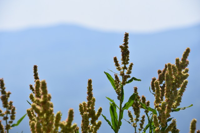 35594520553_e952373fce_o