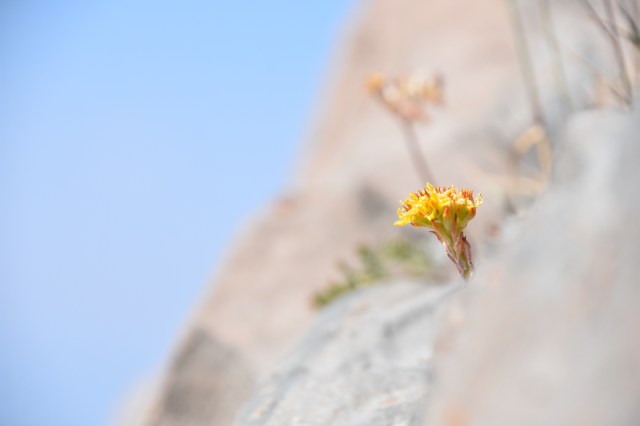 36005586580_034d8d43b6_o