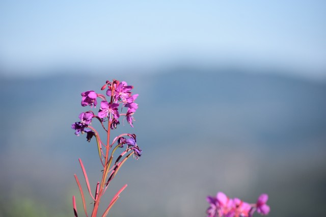 36587247852_11dea00a95_o