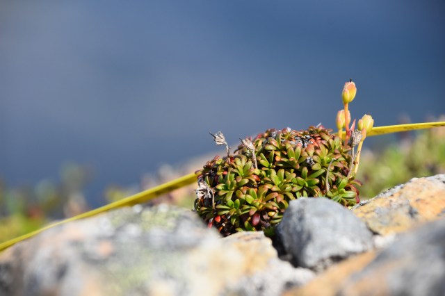 36710684786_3bd932b081_o