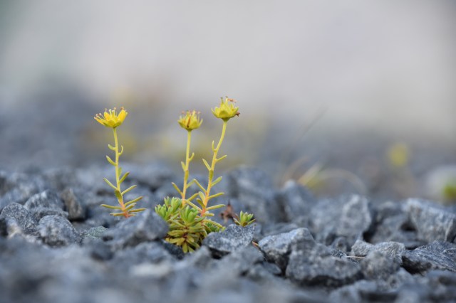 36710778286_1aa9559c65_o