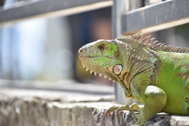 26645817879_5a19beeaf2_o