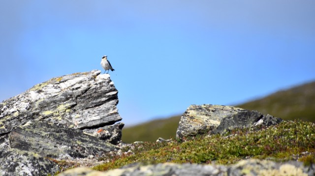 Northern wheatear