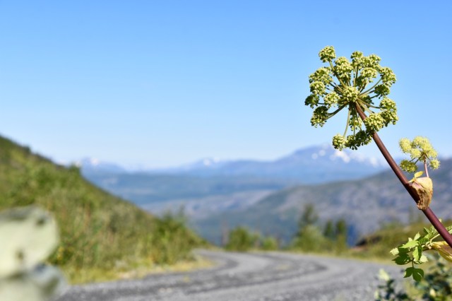 Garden angelica flanking mountain road