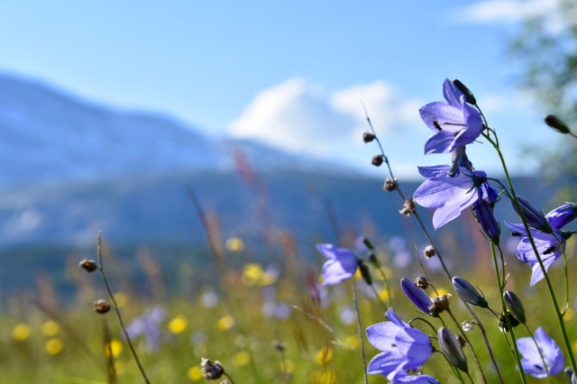 Campanula rotundifolia