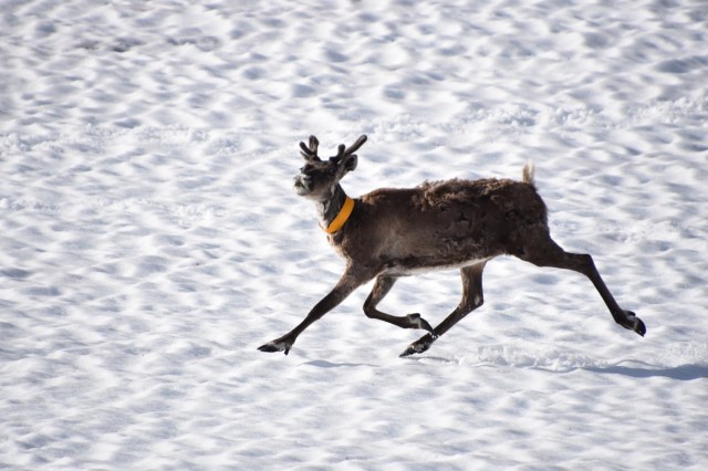 Reindeer on the snow, Abisko, Lapland