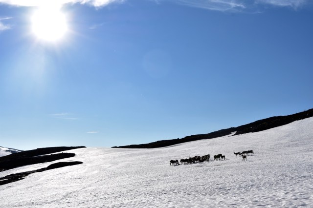 Reindeer herd on snow patch, Abisko, Lapland