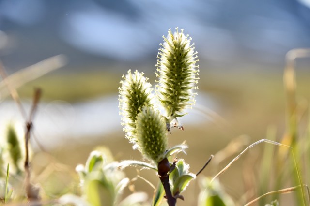 Salix lapponum in the evening sun