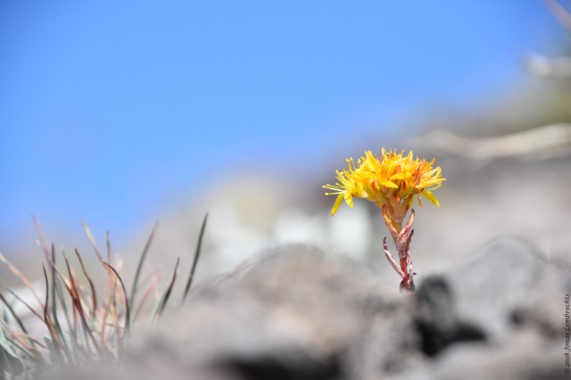 36265407901_1af07db23f_o