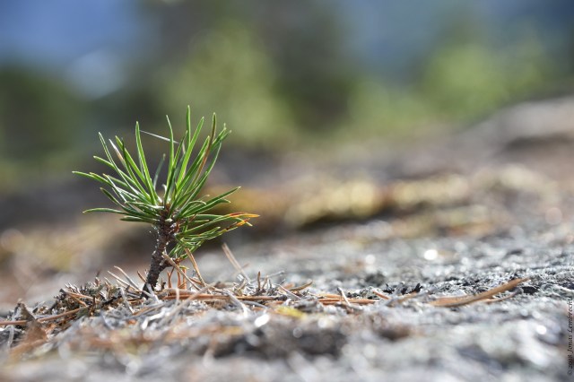 36358982090_814358cbb2_o