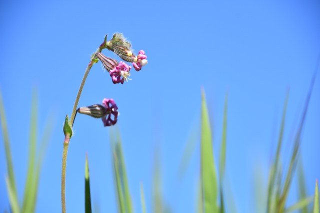 41023572612_b422aa3c8a_o