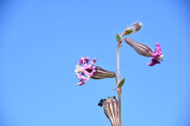 41065960041_b23c4690c6_o