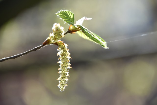 40471358585_efc1651d50_o