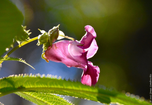 Impatiens