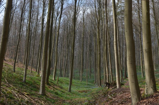 26052842340_e8ca847729_o