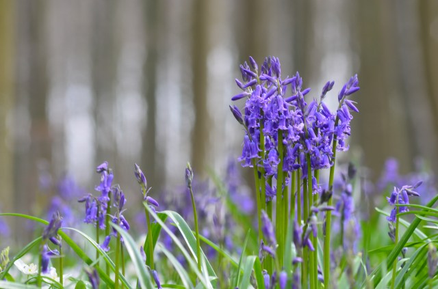 26259538511_a8b30e9973_o