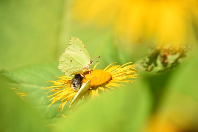 28538742097_6849e3ff12_o