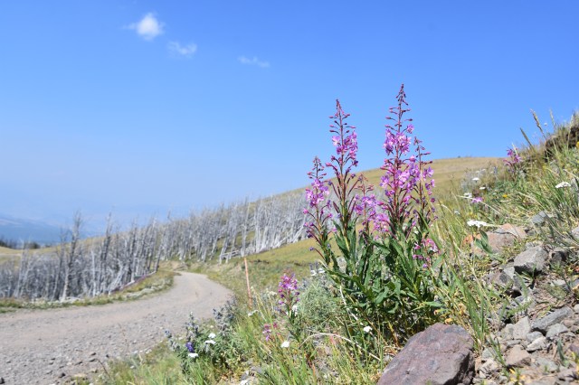 36234201052_50f6cfb2ff_o