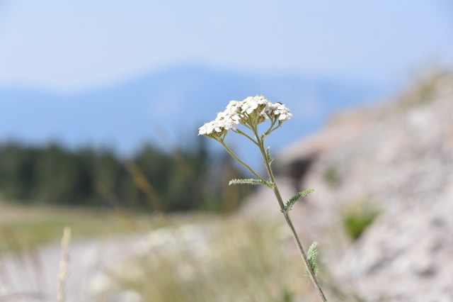 36234304092_386d978aec_o