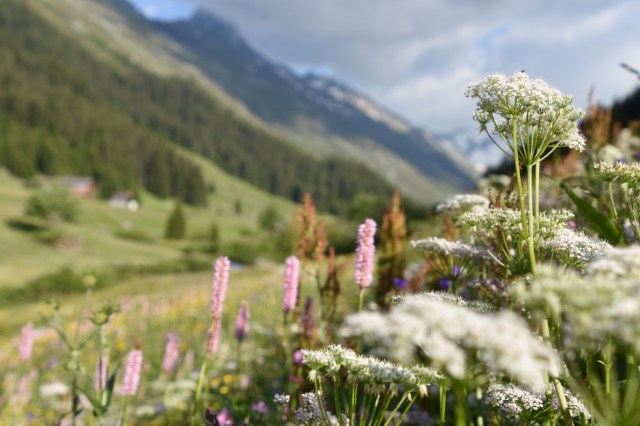 42214728064_6d7ef37275_o