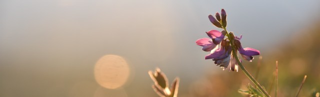 28894169197_caef569fee_o