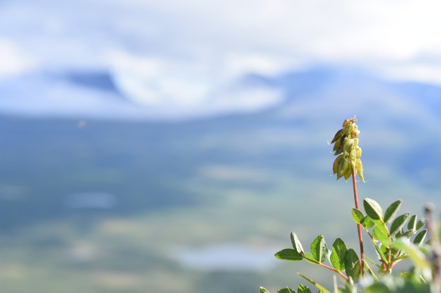 42022782980_9595f4432d_o